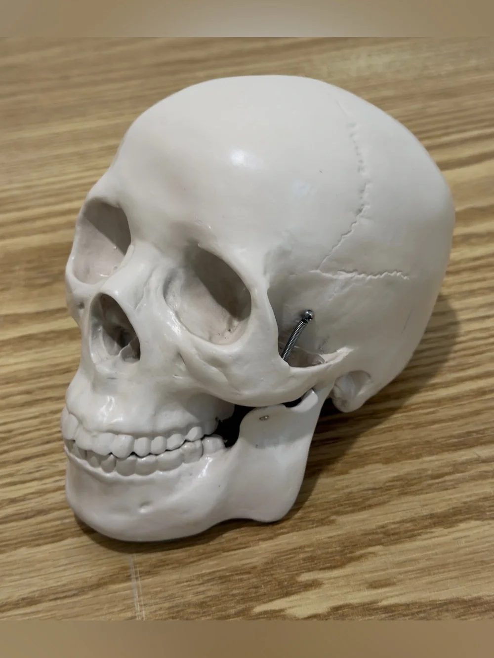 Restoration Hardware Skull Human Life Size Resin Vintage RH Y2K Halloween